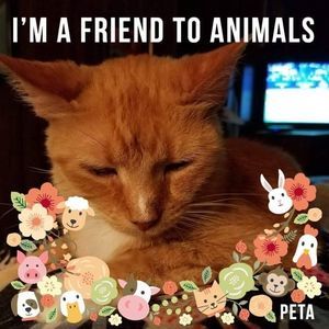 Meet your Posher, Joanne